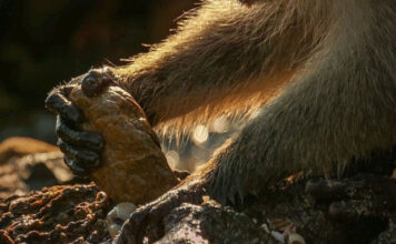 Macacos na Tailândia Usam Ferramentas para Comer Mariscos e Nozes | Nature & Space