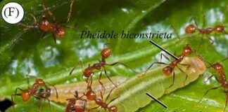 Lagartas em Associação Fornecem Solução Doce a Formigas Para Não Serem Atacadas
