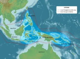O Gigantesco Triangulo de Coral é Belo, Resiliente e Biodiverso: Amazônia Sob o Mar