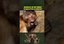 Macacos Caranguejeiros Usam Ferramentas para comer Mariscos na Tailândia