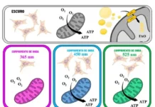 Cientistas da USP Revelam Como a Luz Vermelha Ativa Produção de Energia na Célula