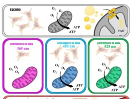 Cientistas da USP Revelam Como a Luz Vermelha Ativa Produção de Energia na Célula