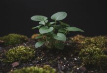 Plantas Têm Outro Conjunto de Raízes Profundo, Antes Oculto, Para Acessar Nutrientes