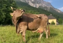 Uma Vaca Usa Ferramentas Com Habilidades Similar a Humanos e Chimpanzés | Nature & Space