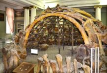 Encontrado Casa Construída Com Ossos de Mamute Há 18 Mil Anos na Era Glacial