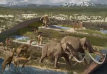 Fósseis Revelam: Humanos Chegaram às Américas 10 Mil Anos Antes do Que se Pensava | Nature & Space