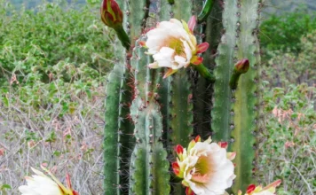 Cactos da Caatinga: Mestres da Adaptação Evolutiva no Semiárido | Nature & Space