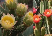 Cactos da Caatinga: Mestres da Adaptação Evolutiva no Semiárido | Nature & Space