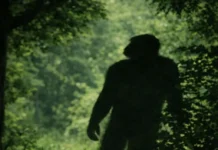 Reviravolta: Bipedalismo Iniciou Há 7 Milhões de Anos Fora da África, Sugere Fóssil na Bulgária | Nature & Space