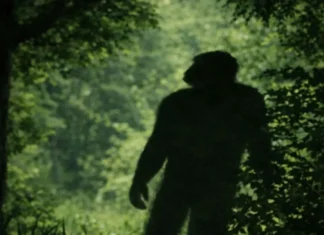 Reviravolta: Bipedalismo Iniciou Há 7 Milhões de Anos Fora da África, Sugere Fóssil na Bulgária | Nature & Space