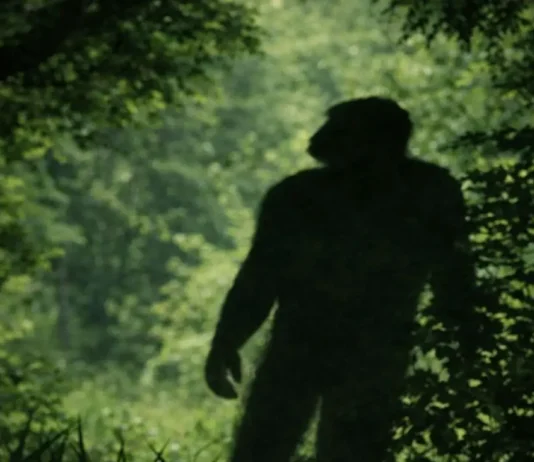 Reviravolta: Bipedalismo Iniciou Há 7 Milhões de Anos Fora da África, Sugere Fóssil na Bulgária | Nature & Space