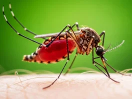 Descoberto no Intestino de Mosquito o “Interruptor” que Controla a Vontade de Picar | Nature & Space