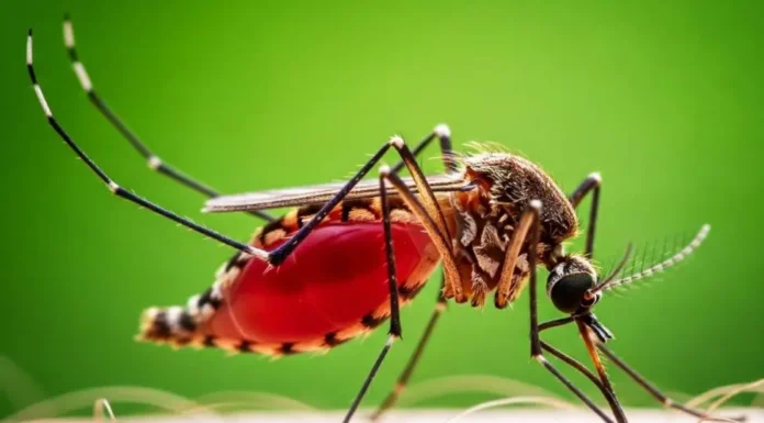 Descoberto no Intestino de Mosquito o “Interruptor” que Controla a Vontade de Picar | Nature & Space