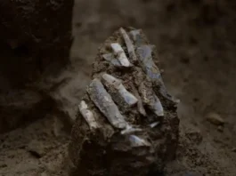 Há 30 mil Anos Um Caçador-Coletor Perdeu a Bolsa Com um kit de 29 Ferramentas de Pedra | Nature & Space