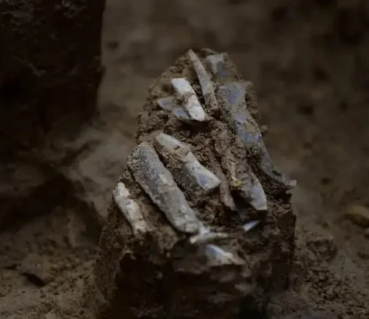 Há 30 mil Anos Um Caçador-Coletor Perdeu a Bolsa Com um kit de 29 Ferramentas de Pedra | Nature & Space