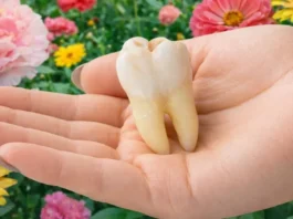 Dente Siso Deixa de Ser Vilão: Tem Células Troncos Raras Que Podem Tratar o Coração, Cérebro e Articulações | Nature & Space