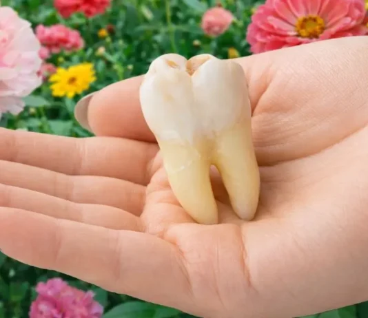 Dente Siso Deixa de Ser Vilão: Tem Células Troncos Raras Que Podem Tratar o Coração, Cérebro e Articulações | Nature & Space