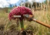 Uso de Pontas de Flechas Envenenadas Recua 53 Mil Anos: Sofisticação Muito Antes do Esperado | Nature & Space