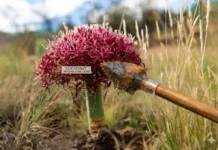 Uso de Pontas de Flechas Envenenadas Recua 53 Mil Anos: Sofisticação Muito Antes do Esperado | Nature & Space