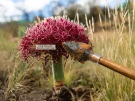 Uso de Pontas de Flechas Envenenadas Recua 53 Mil Anos: Sofisticação Muito Antes do Esperado | Nature & Space