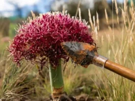 Uso de Pontas de Flechas Envenenadas Recua 53 Mil Anos: Sofisticação Muito Antes do Esperado | Nature & Space