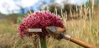 Uso de Pontas de Flechas Envenenadas Recua 53 Mil Anos: Sofisticação Muito Antes do Esperado | Nature & Space