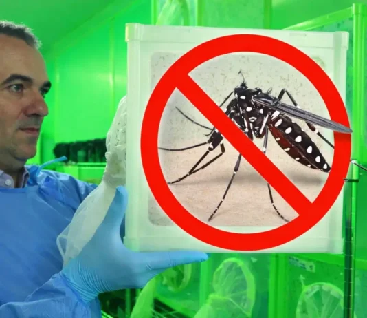 Reduziu 90 %: Cientista da Fiocruz Premiado Por Controle Natural e Queda Drástica da Dengue | Nature & Space