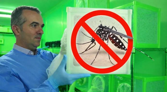 Reduziu 90 %: Cientista da Fiocruz Premiado Por Controle Natural e Queda Drástica da Dengue | Nature & Space
