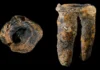 Há 59 Mil Anos: O Mais Antigo Tratamento de Cárie Foi Realizado Por Neandertais, Na Sibéria, Rússia | Nature & Space
