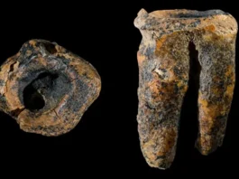 Há 59 Mil Anos: O Mais Antigo Tratamento de Cárie Foi Realizado Por Neandertais, Na Sibéria, Rússia | Nature & Space