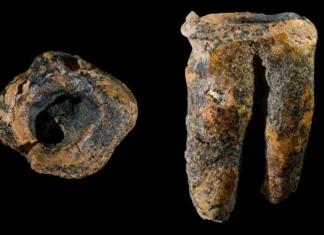 Há 59 Mil Anos: O Mais Antigo Tratamento de Cárie Foi Realizado Por Neandertais, Na Sibéria, Rússia | Nature & Space