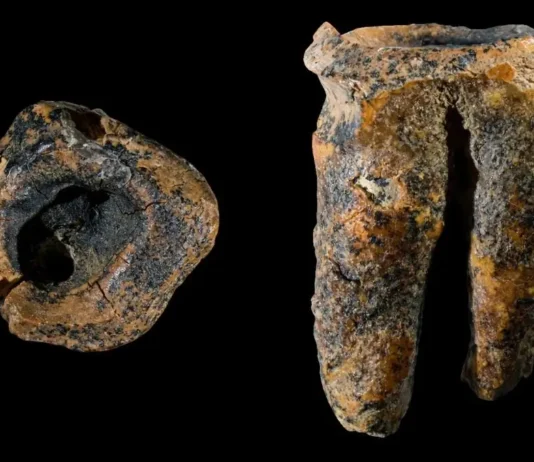 Há 59 Mil Anos: O Mais Antigo Tratamento de Cárie Foi Realizado Por Neandertais, Na Sibéria, Rússia | Nature & Space