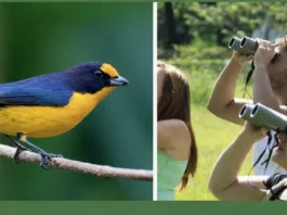 Observação de Aves Atrai Milhões de Pessoas: Turismo e Prazer de Contemplar Ajudam Na Conservação | Nature & Space