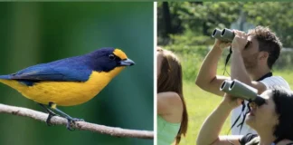 Observação de Aves Atrai Milhões de Pessoas: Turismo e Prazer de Contemplar Ajudam Na Conservação | Nature & Space