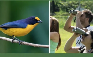 Observação de Aves Atrai Milhões de Pessoas: Turismo e Prazer de Contemplar Ajudam Na Conservação | Nature & Space