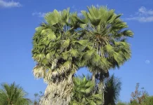 Estudante de 17 Anos Cria Conservante Natural Revolucionário de Cactos e Carnaúba, Ampliando Drasticamente o Prazo de Validade de Frutos | Nature & Space