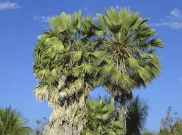Estudante de 17 Anos Cria Conservante Natural Revolucionário de Cactos e Carnaúba, Ampliando Drasticamente o Prazo de Validade de Frutos | Nature & Space