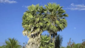 Estudante de 17 Anos Cria Conservante Natural Revolucionário de Cactos e Carnaúba, Ampliando Drasticamente o Prazo de Validade de Frutos | Nature & Space