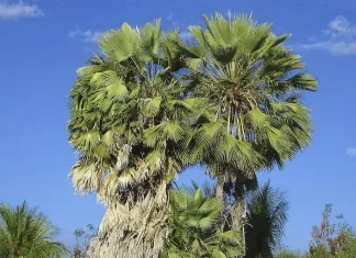 Estudante de 17 Anos Cria Conservante Natural Revolucionário de Cactos e Carnaúba, Ampliando Drasticamente o Prazo de Validade de Frutos | Nature & Space