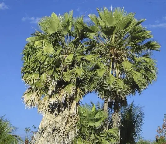 Estudante de 17 Anos Cria Conservante Natural Revolucionário de Cactos e Carnaúba, Ampliando Drasticamente o Prazo de Validade de Frutos | Nature & Space