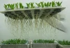 Em Feito Inédito Embrapa Descobre Bactéria na Caatinga Que Protege e Estimula o Crescimento de Plantas na Seca | Nature & Space