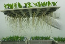 Em Feito Inédito Embrapa Descobre Bactéria na Caatinga Que Protege e Estimula o Crescimento de Plantas na Seca | Nature & Space