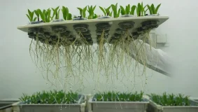 Em Feito Inédito Embrapa Descobre Bactéria na Caatinga Que Protege e Estimula o Crescimento de Plantas na Seca | Nature & Space