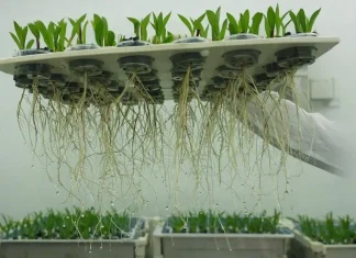 Em Feito Inédito Embrapa Descobre Bactéria na Caatinga Que Protege e Estimula o Crescimento de Plantas na Seca | Nature & Space
