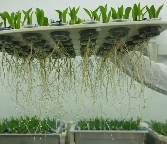 Em Feito Inédito Embrapa Descobre Bactéria na Caatinga Que Protege e Estimula o Crescimento de Plantas na Seca | Nature & Space