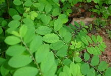 Para o SUS: Brasil Desenvolve Primeiro Fitoterápico Extraído da “Quebra-pedra” | Nature & Space