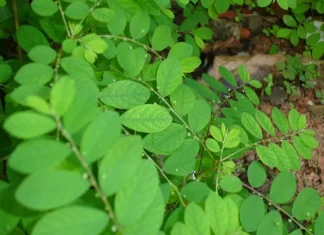 Para o SUS: Brasil Desenvolve Primeiro Fitoterápico Extraído da “Quebra-pedra” | Nature & Space